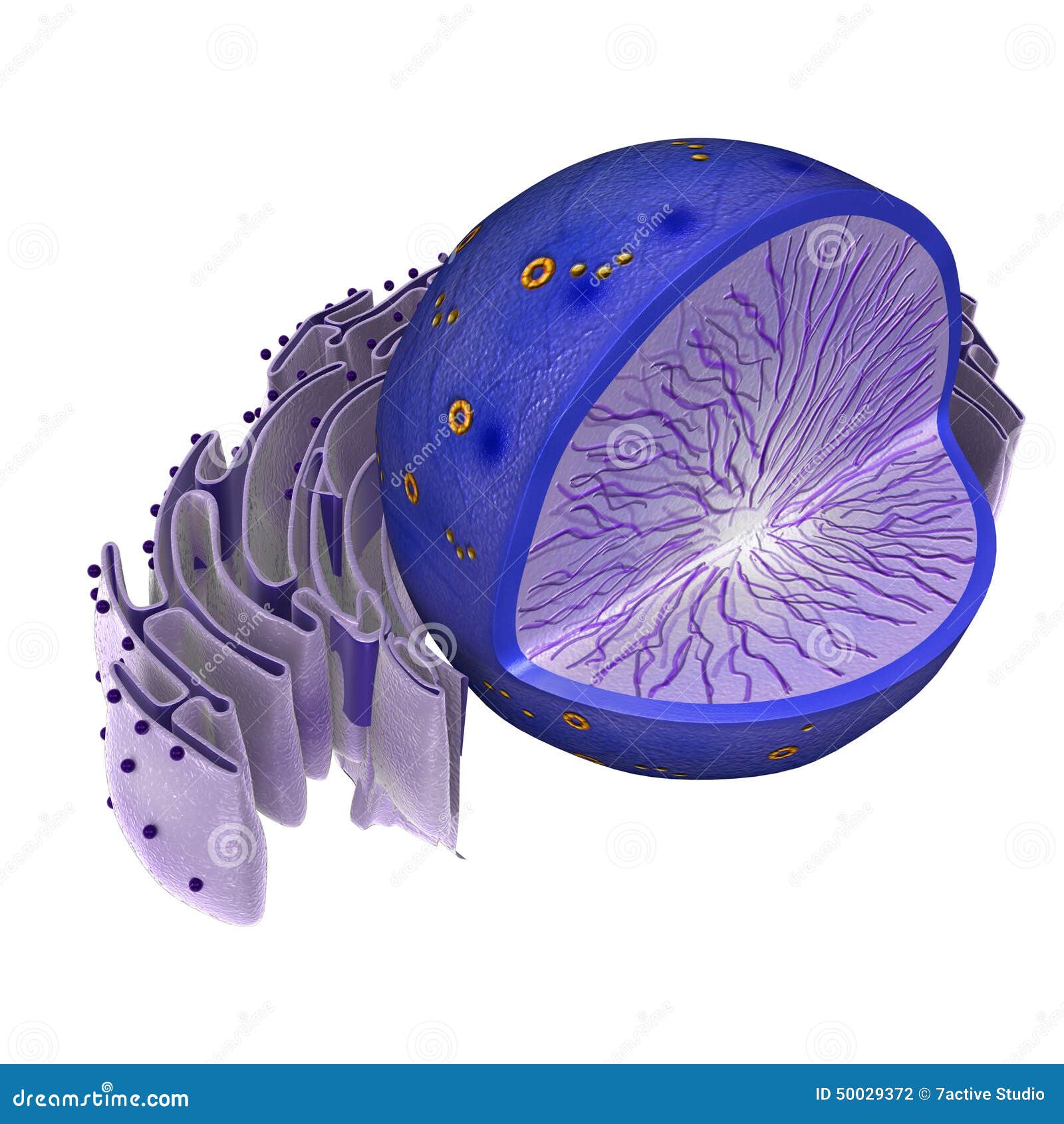 nucleus in animal cell