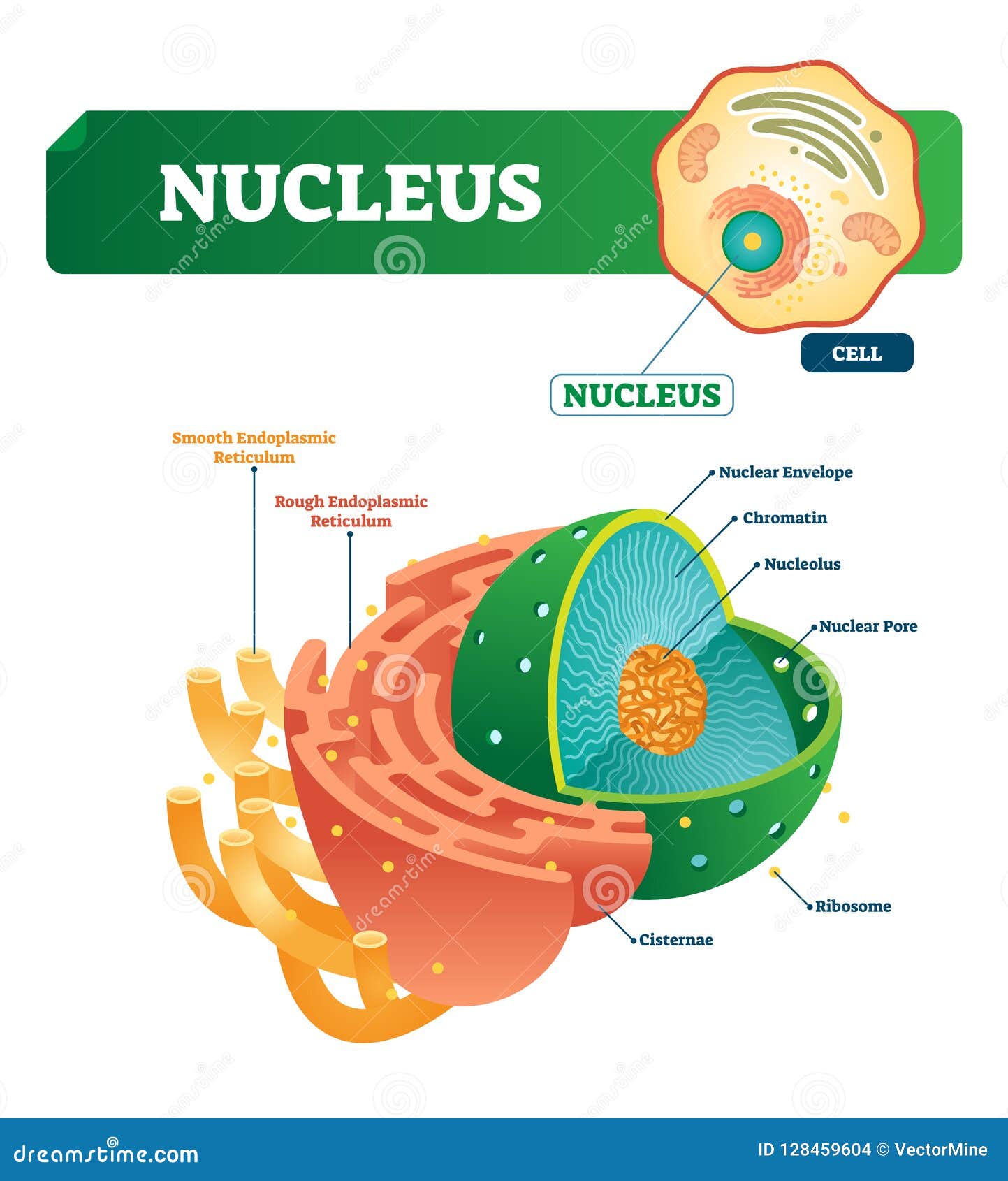nucleus  . labeled diagram with  cell structure.