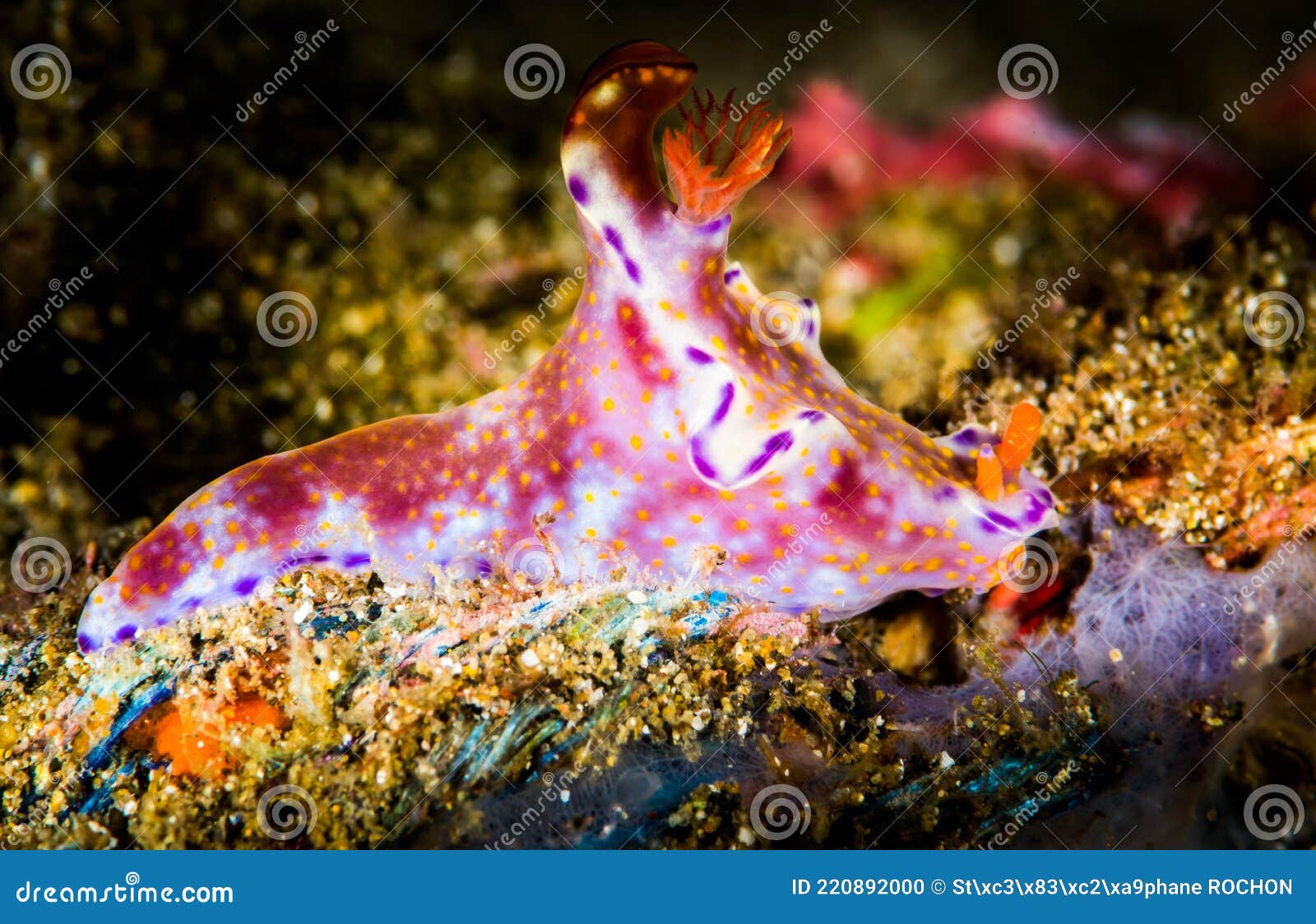 nudibranch ceratosoma tenue abraham