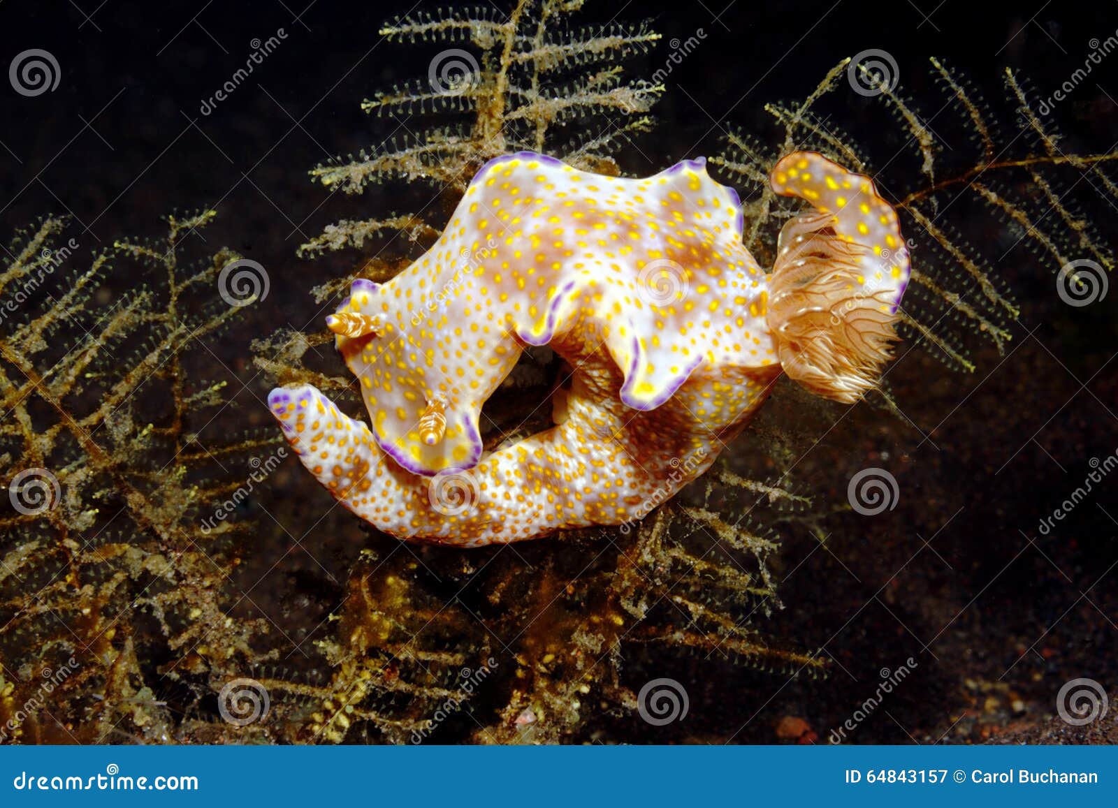 nudibranch, ceratosoma tenue