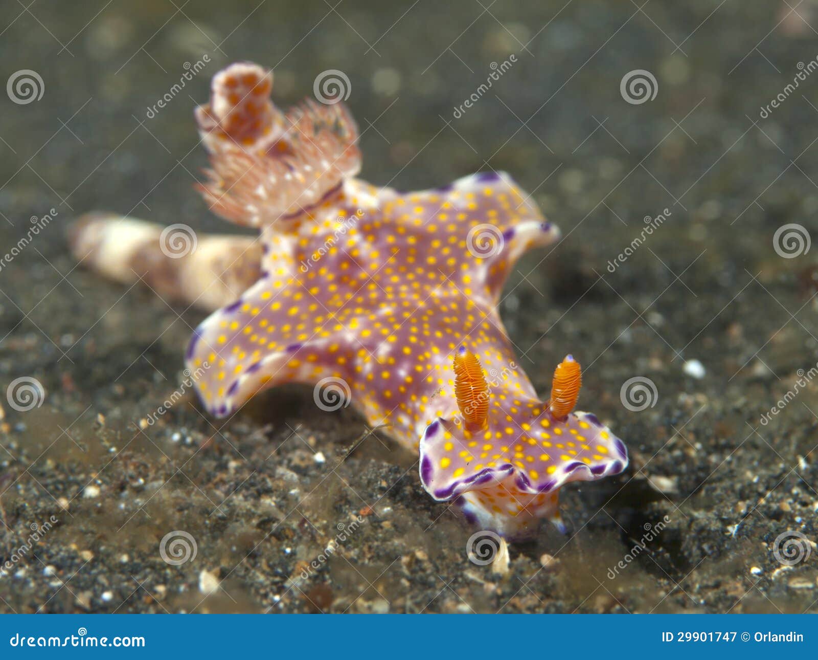 nudibranch ceratosoma tenue