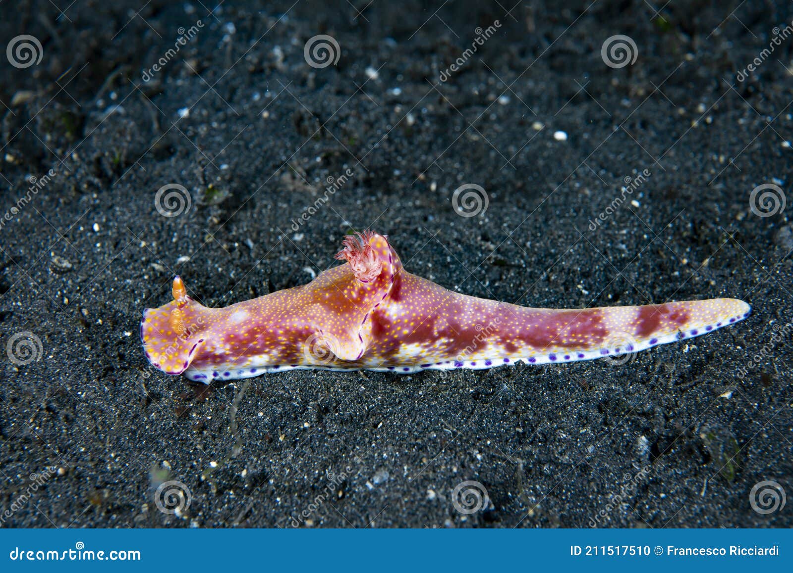 nudibranch ceratosoma tenue