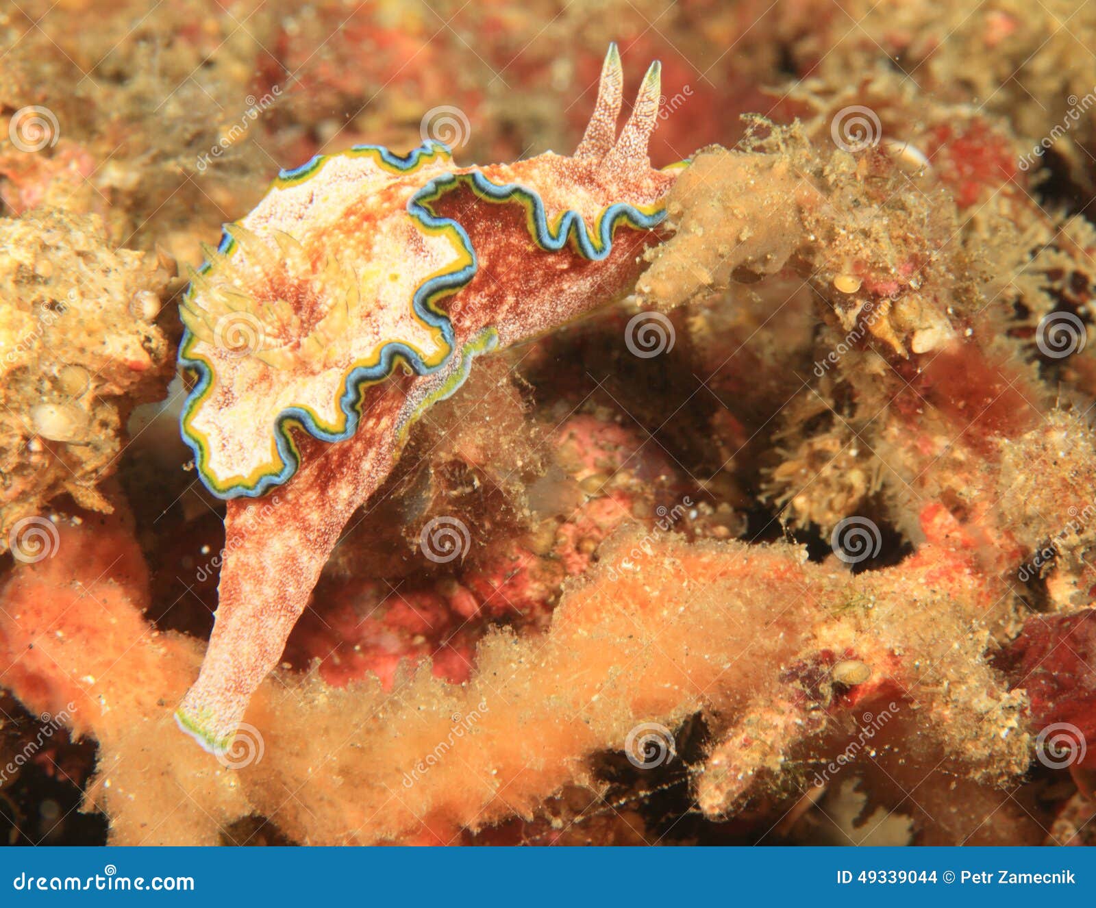 nudibranch - glossodoris cinta