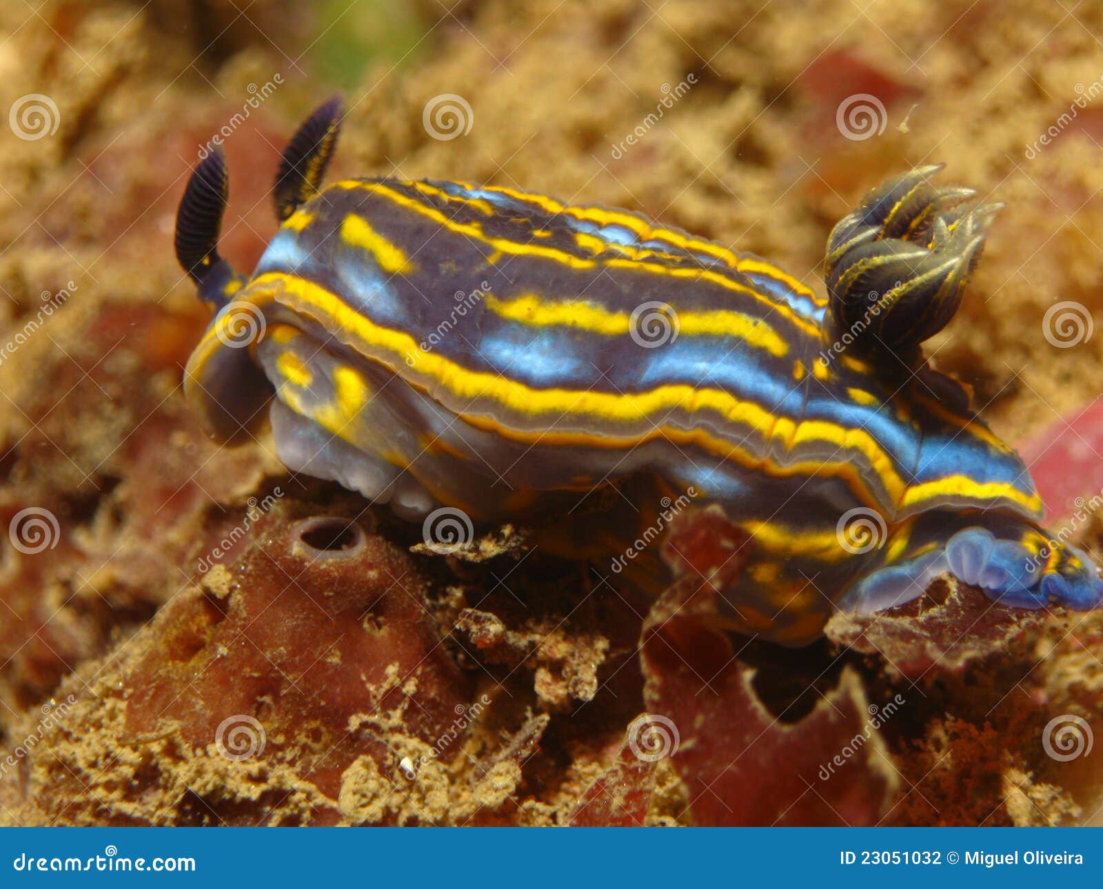 nudibranch hypselodoris cantabrica