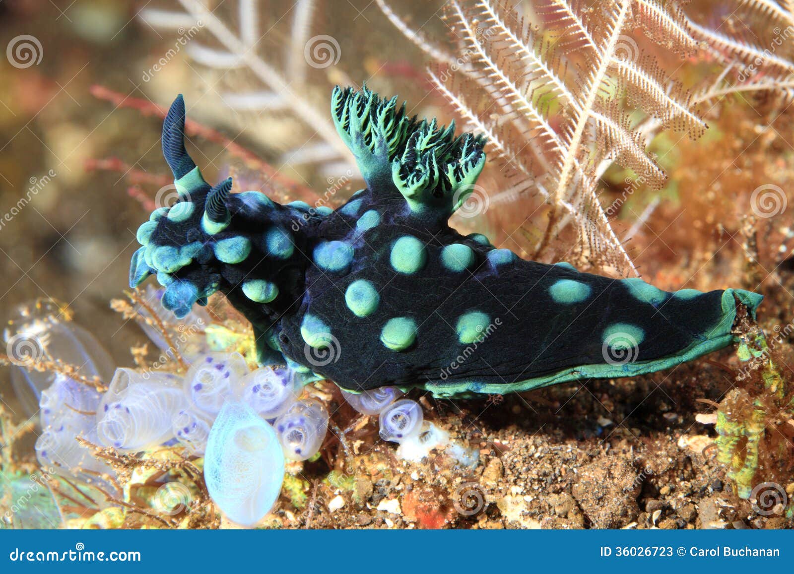 nudibranch, nembrotha cristata