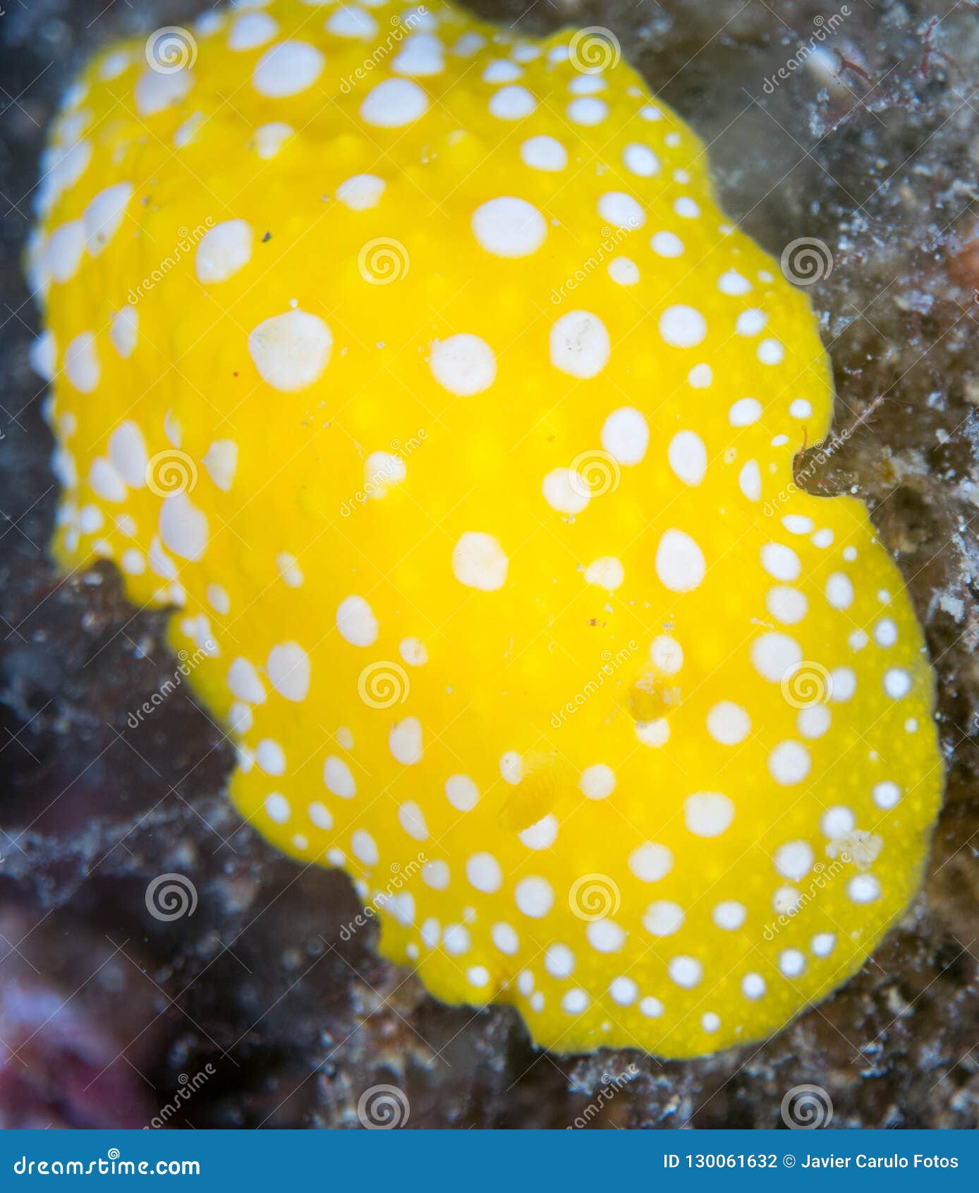 nudibranchs in their habitat