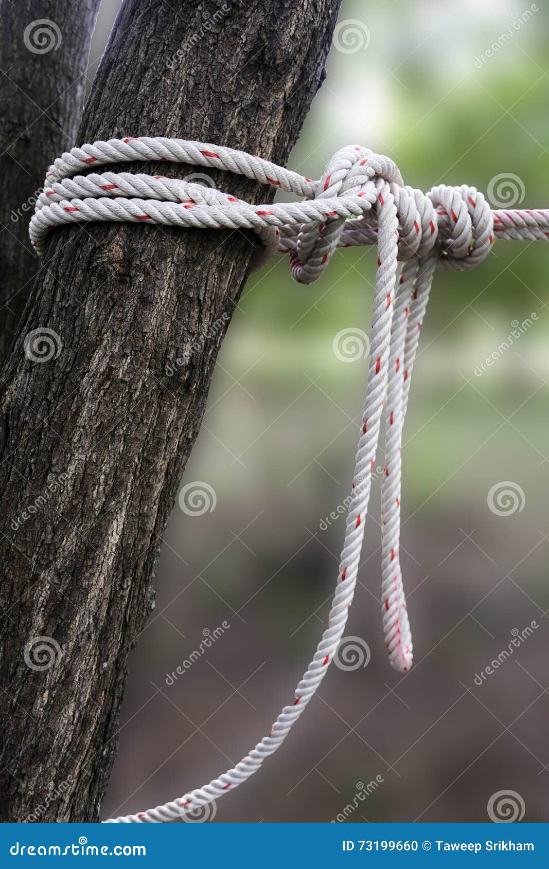Nudo La Cuerda Para Atar El árbol de archivo - Imagen de corte, equipo: 73199660
