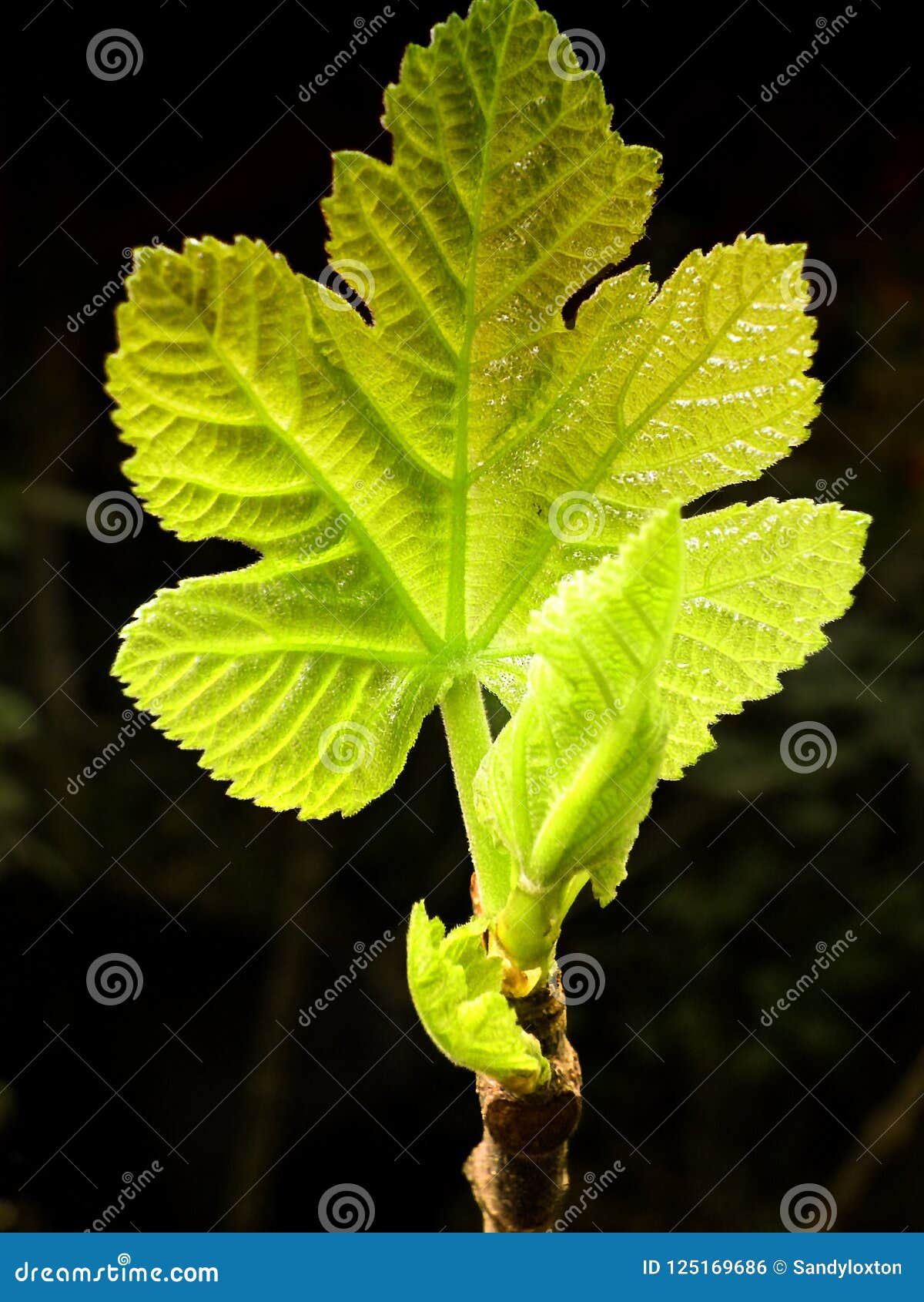 Nuevas Hojas Blancas De La Higuera Foto de archivo Imagen de hoja