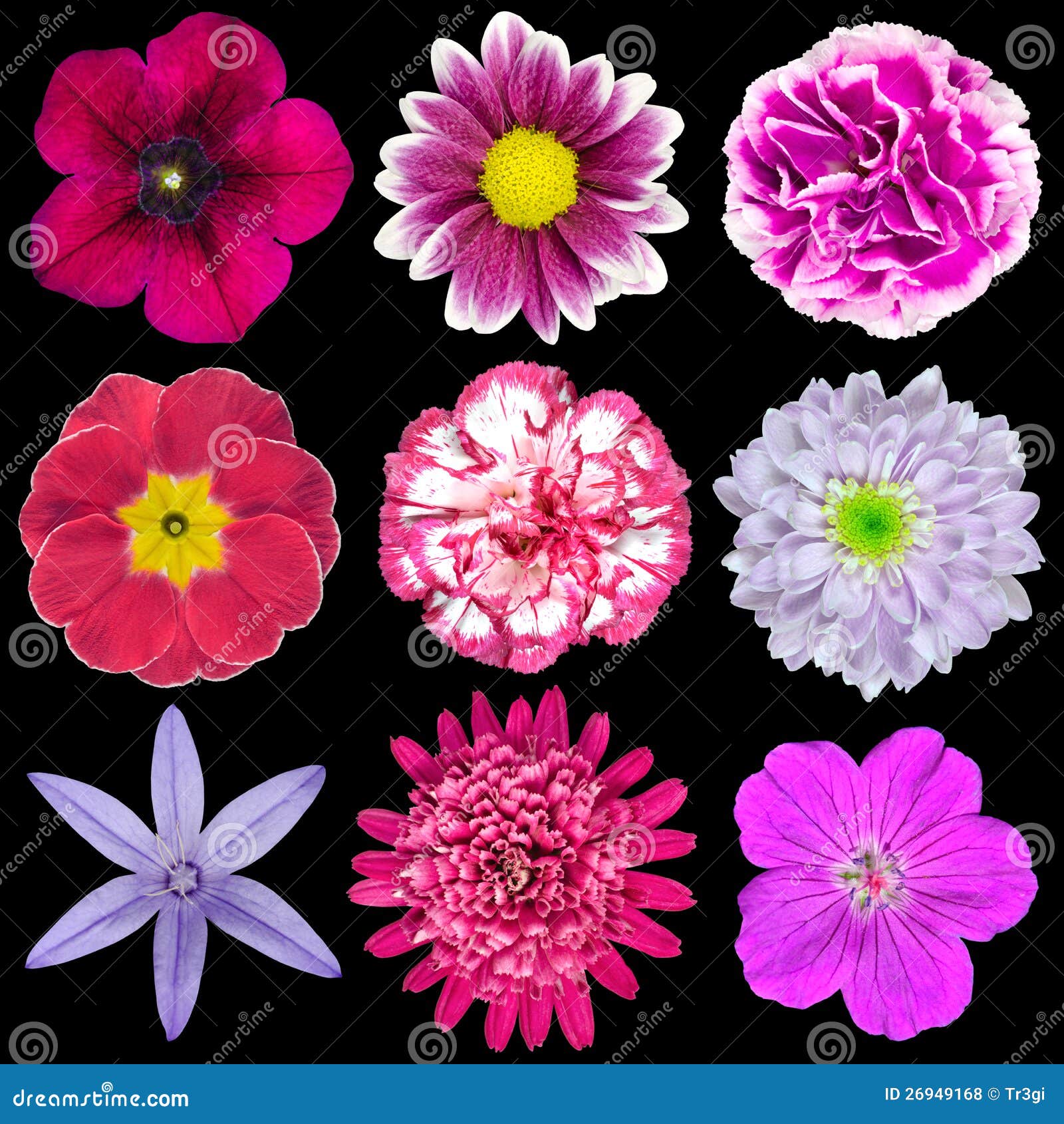 Nueve Varias Flores Rosadas, Púrpuras, Rojas Aisladas Foto de archivo - Imagen de negro, fresco: 26949168 Nueve Varias Flores Rosadas, Púrpuras, Rojas Aisladas Foto de archivo - Imagen de negro, fresco: 26949168