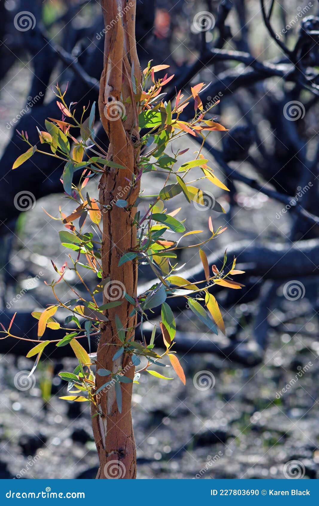 Incentivo Desesperado Estructuralmente Nuevo Crecimiento En Un árbol De Eucaliptos Regenerándose Después De Un  Incendio En Un Matorral En Australia Australia Foto de archivo - Imagen de  ambiente, tronco: 227803690