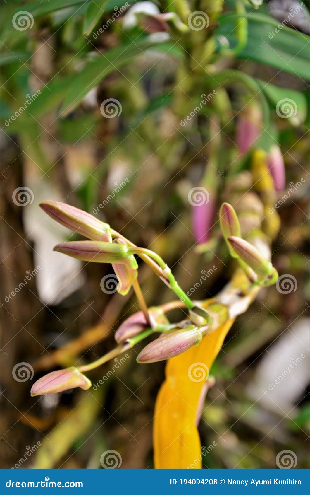 Nuevos Brotes De La Orquídea Dendrobium Nobile Foto de archivo - Imagen de  crecimiento, brote: 194094208