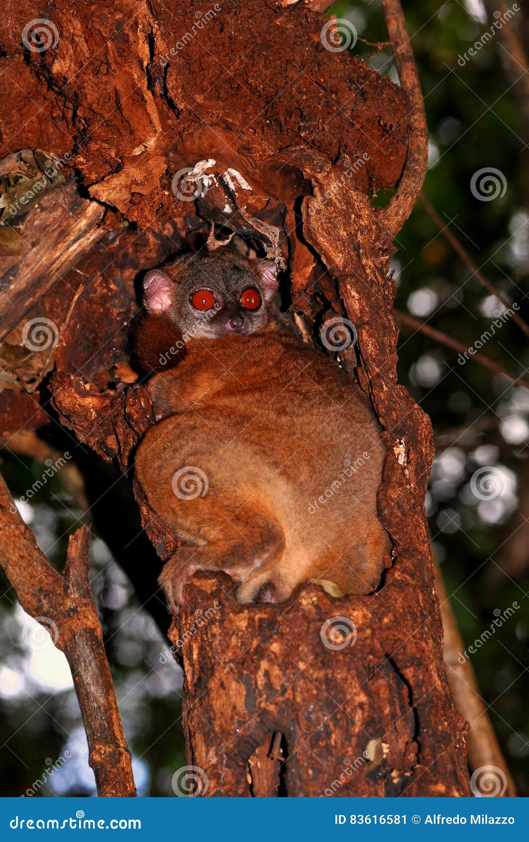 Nuit Lemure. Cette sorte sort la nuit seulement pour lui donner la nourriture, pendant la journée qu'il dort à l'intérieur des câbles d'arbres au milieu de la végétation épaisse, aussi il vivant au Madagascar