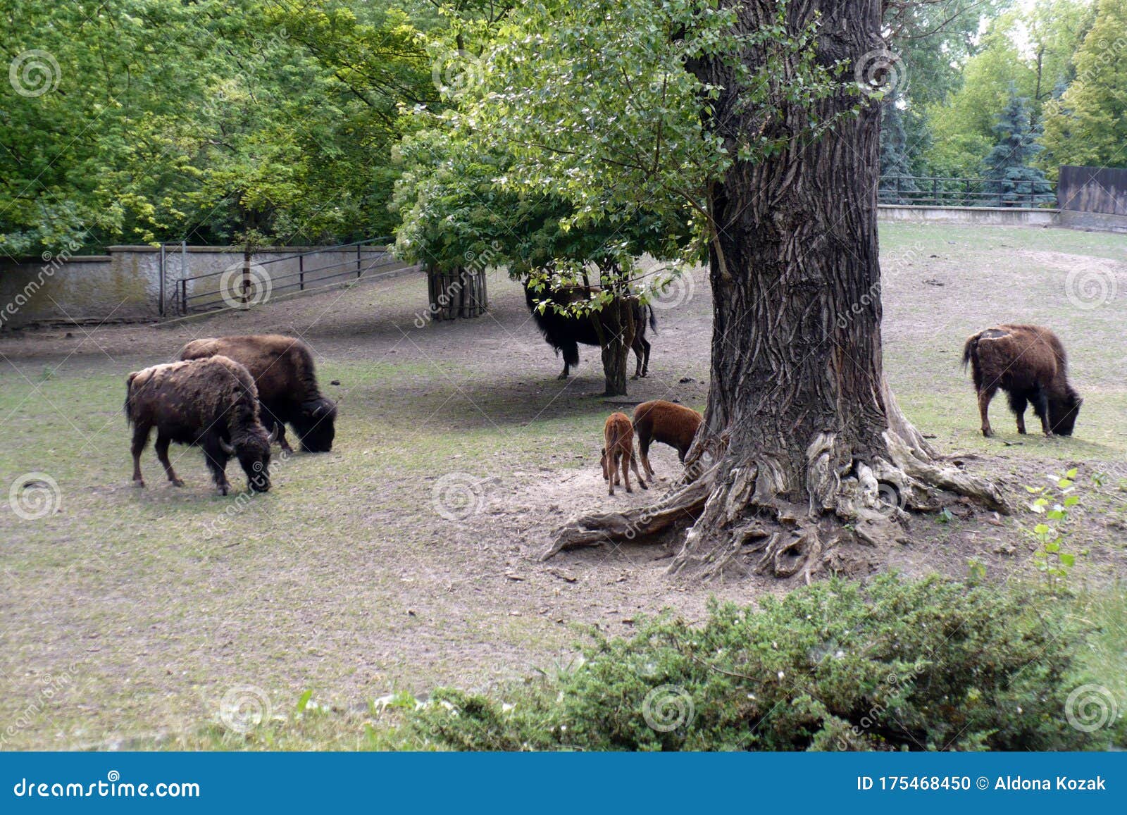 Number of Bisons in the Zoo Graze and they Eat Under the Tree Stock