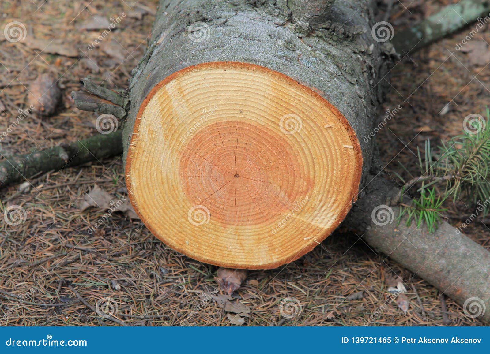Tree Rings Icon. Trunk Cross Section Outline Texture. Dendrochronology  Method To Determine Tree Age Stock Vector - Illustration of growth, icon:  257991978