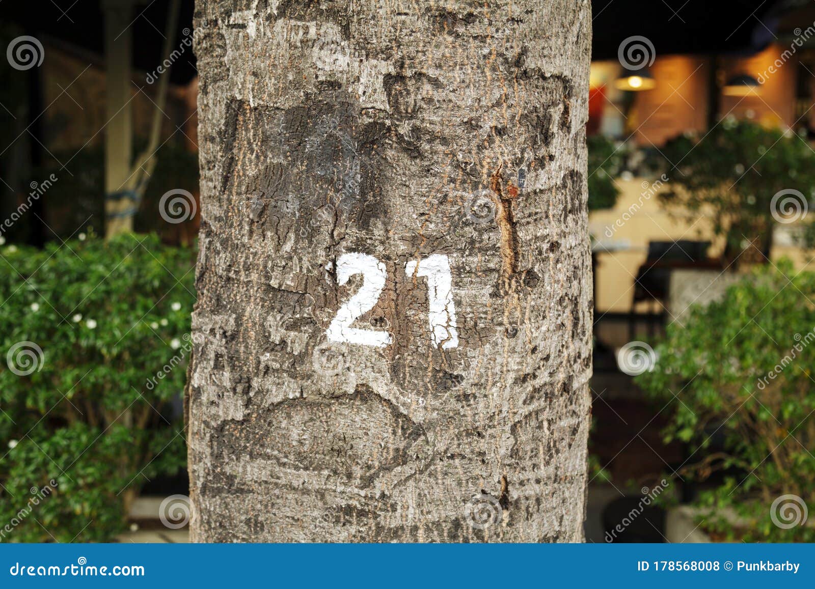 Number 21 Written with White Paint on a Tree Trunk Stock Photo Image of marking, cafe 178568008