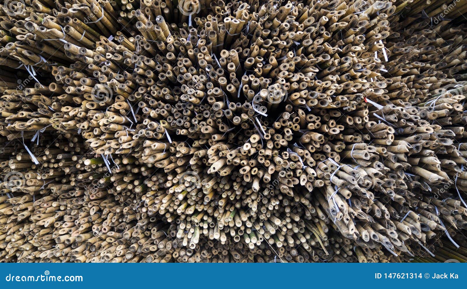 Numbers of Bamboo with a Special Pattern Stock Photo Image of dragon