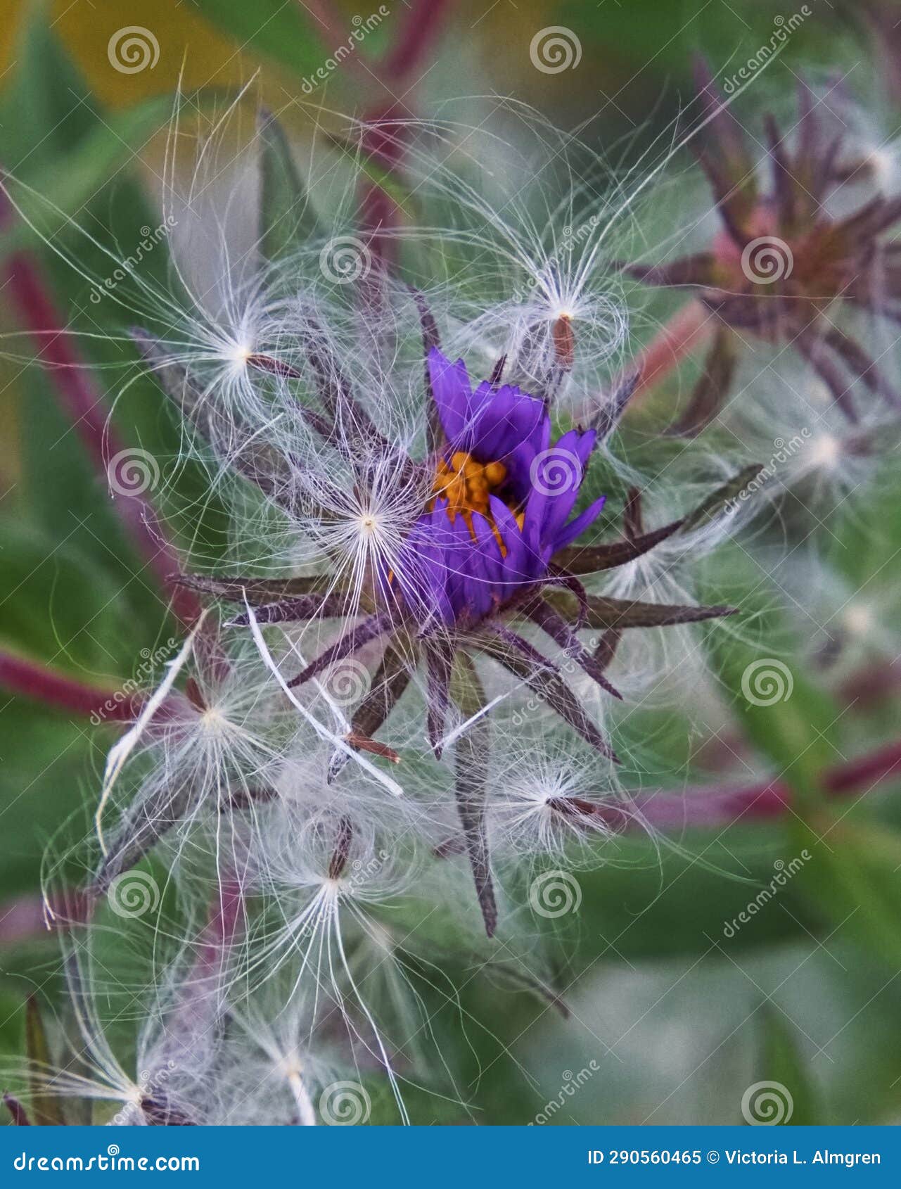 purple new england aster flower covered in fluffy white seeds