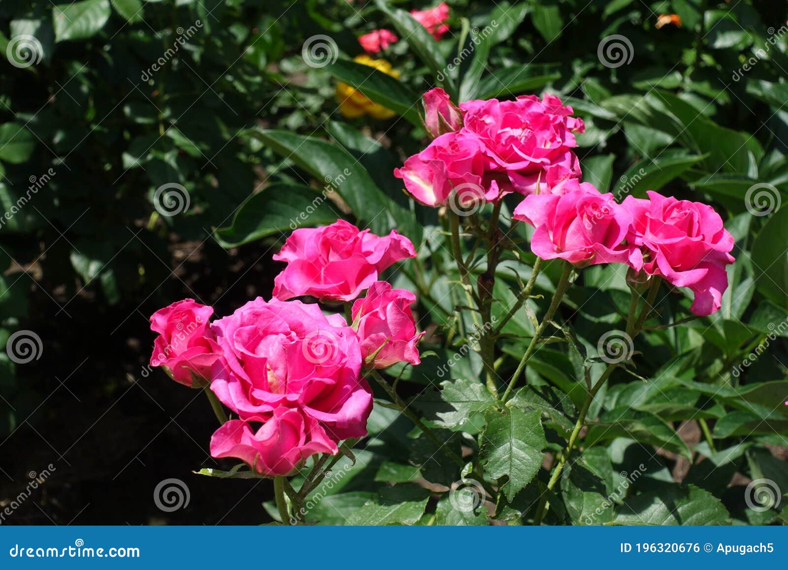 Numerous Magentacolored Flowers of Roses in June Stock Photo Image