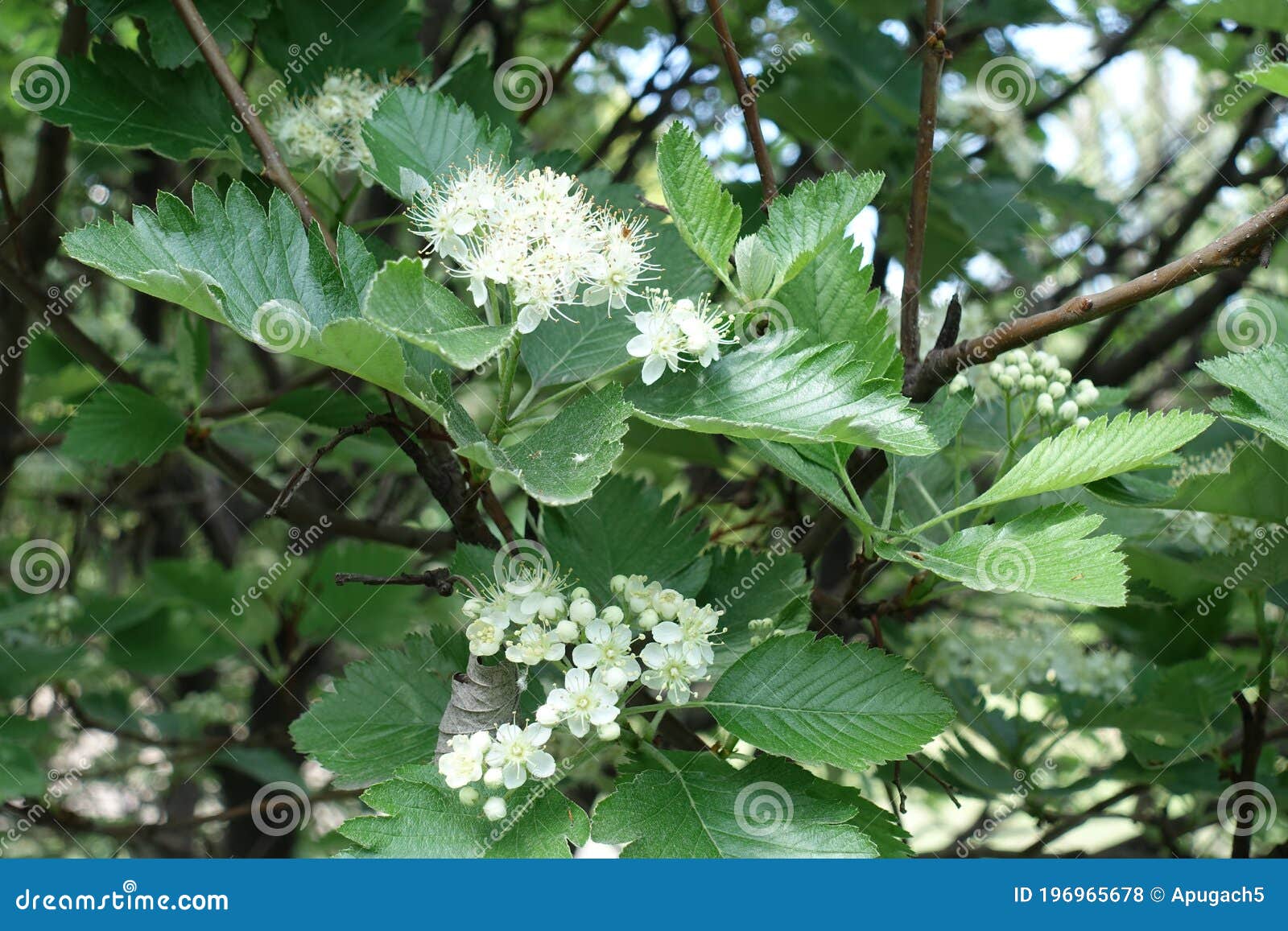 numerous white flowers of sorbus aria in may