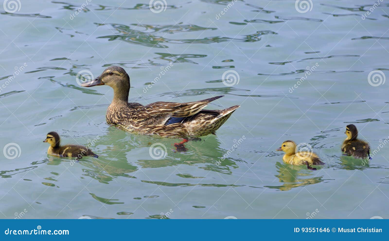 Nuoto dell'anatra con gli anatroccoli. Platyrhynchos femminili di anas del germano reale dell'anatra che nuotano con tre anatroccoli, di cui un giallo, su un lago in Italia