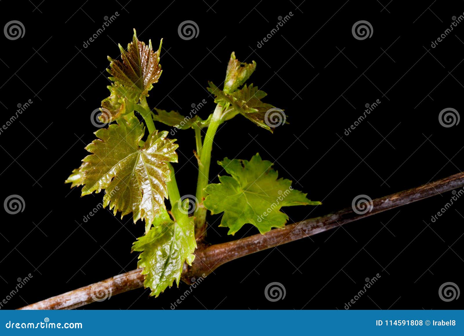 Nuove Foglie Fresche Dell Uva Fotografia Stock Immagine Di Isolato