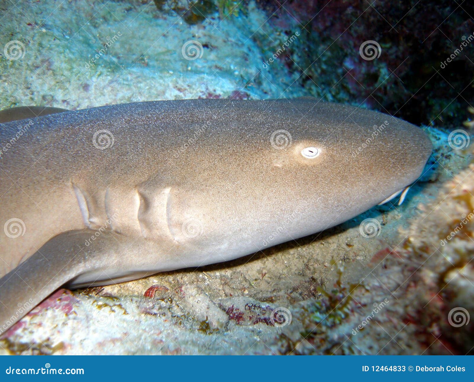 Nurse shark stock image. Image of scuba, teeth, colorful - 12464833