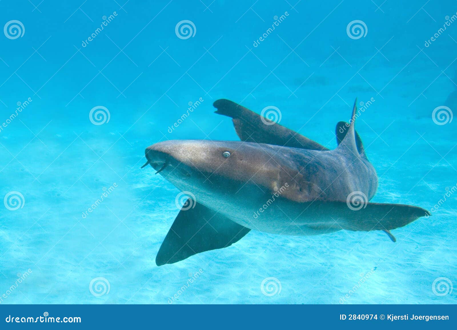 Download Nurse Shark stock photo. Image of snorkel, danger ...