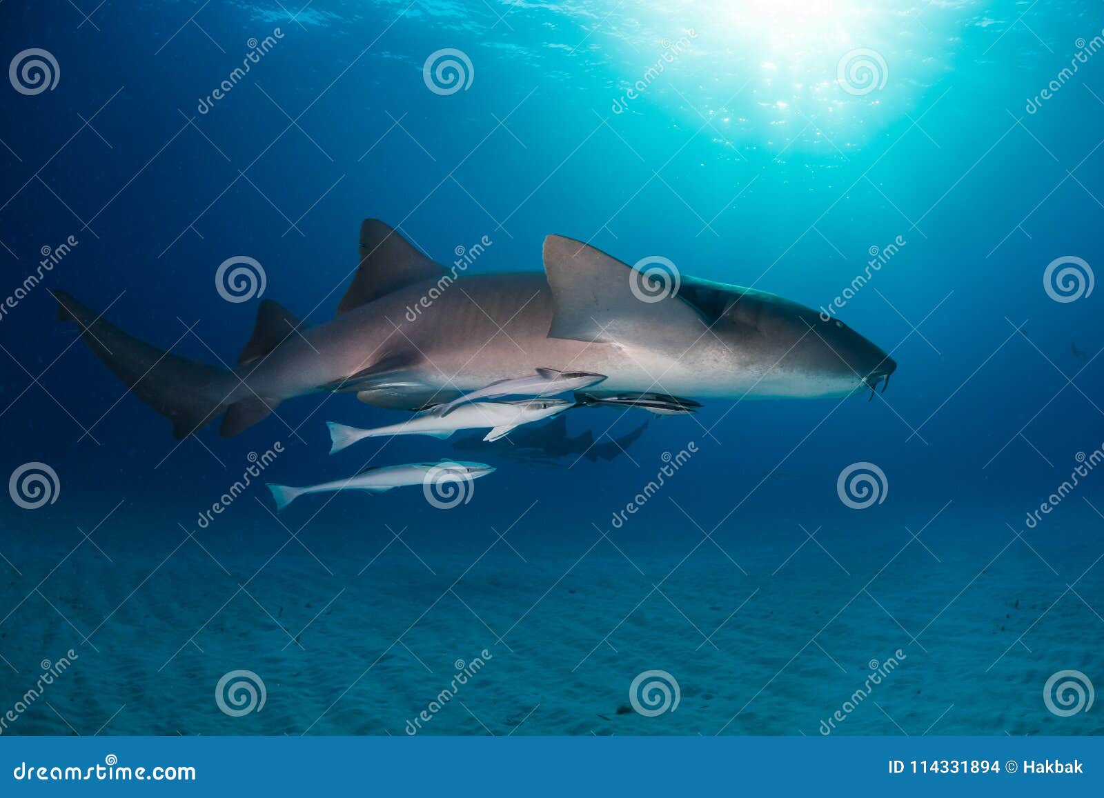 nurse shark bahamas bimini