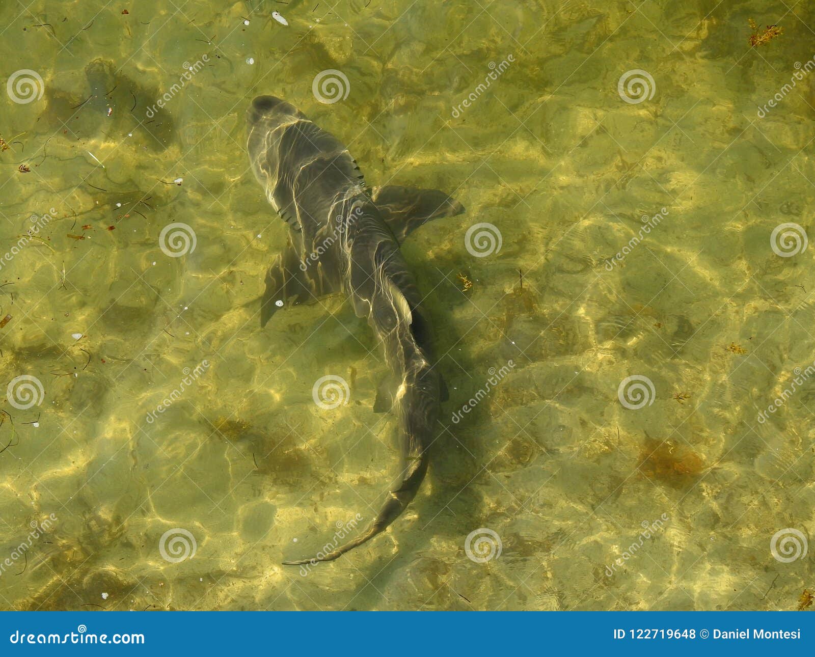 nurse shark, five feet of danger!