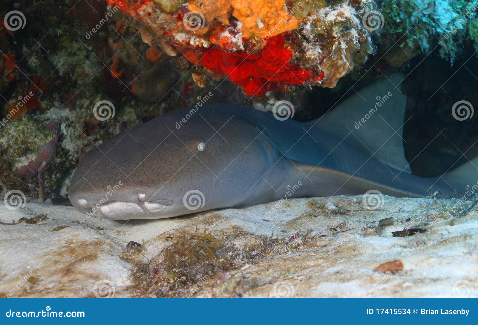 nurse shark (ginglymostoma cirratum) - cozumel