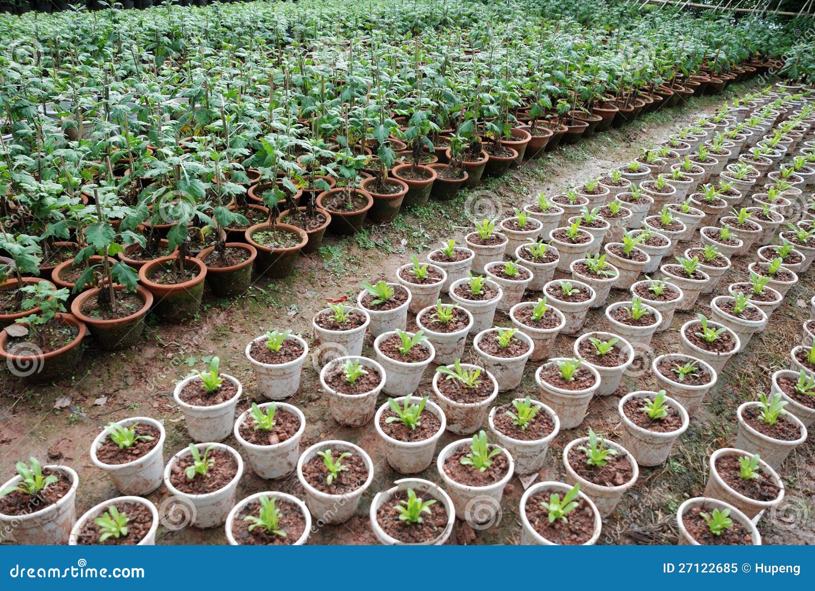 Nursery stock image. Image of garden, greenhouse, heat - 27122685