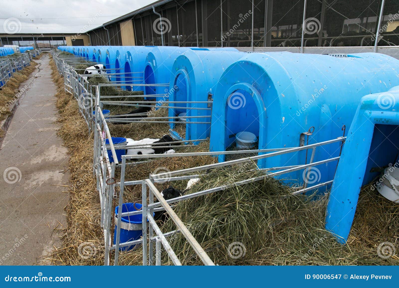 Nursery for Cows on a Dairy Farm. Stock Image Image of cute, domestic