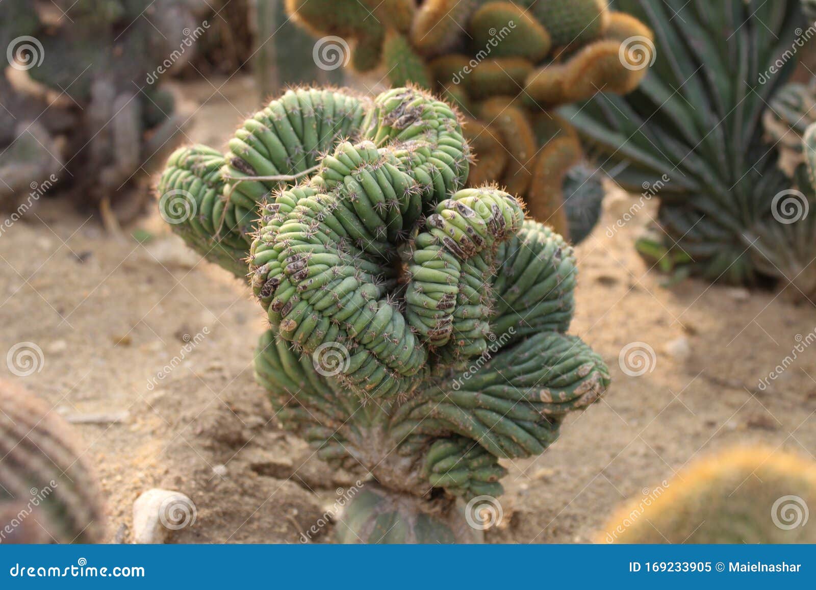 hairy spiny old man cactus.