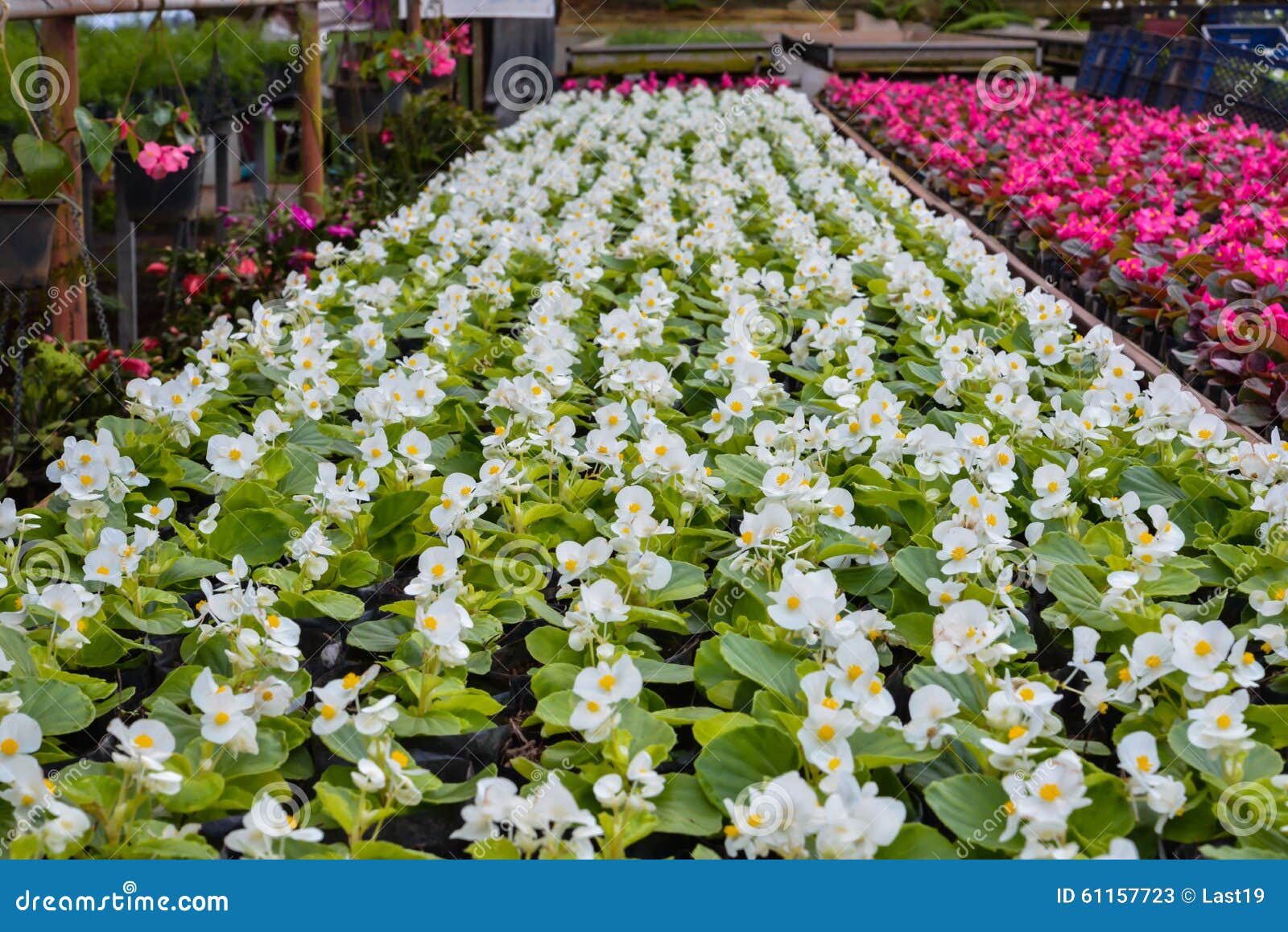 Nursery flowers stock image. Image of ornamental, horizontal 61157723