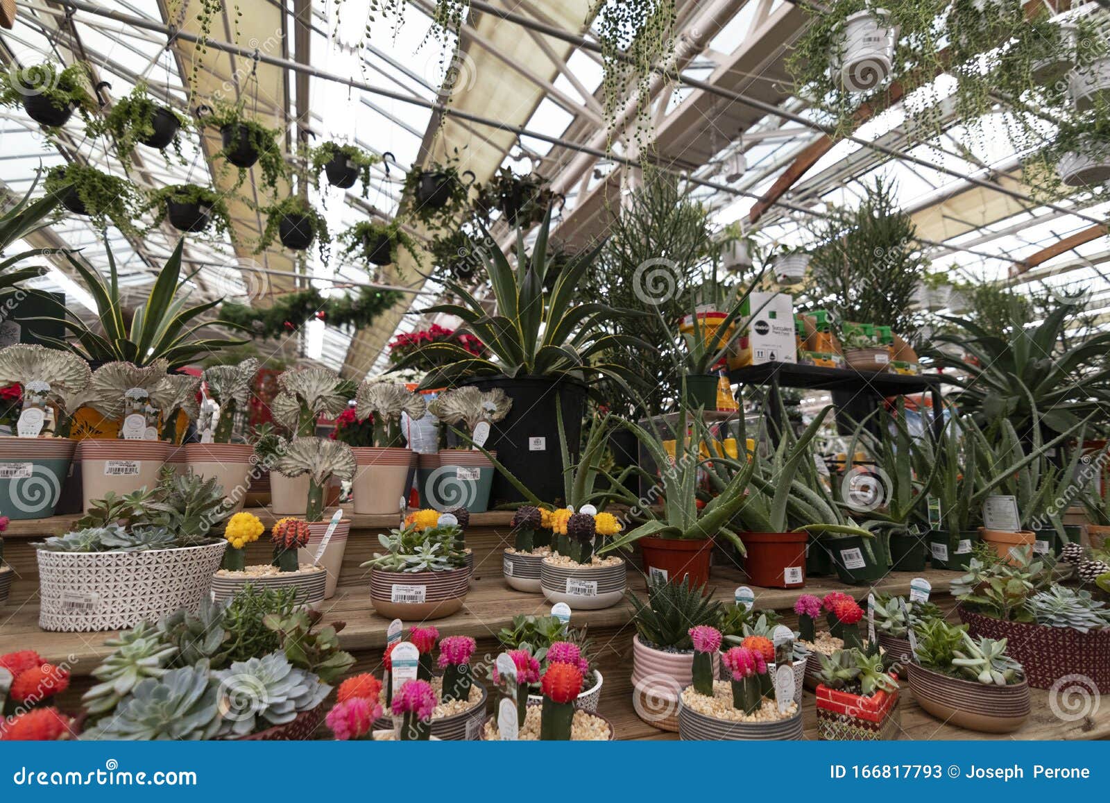 Nursery Interior, Plants for Sale Editorial Stock Photo - Image of plants,  entrance: 166817793