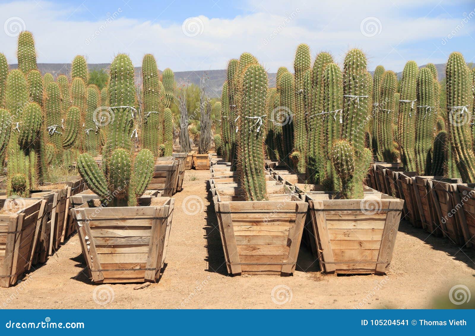 Phoenix, Arizona Desert Plant Nursery   Saguaro Cacti for Sale ...