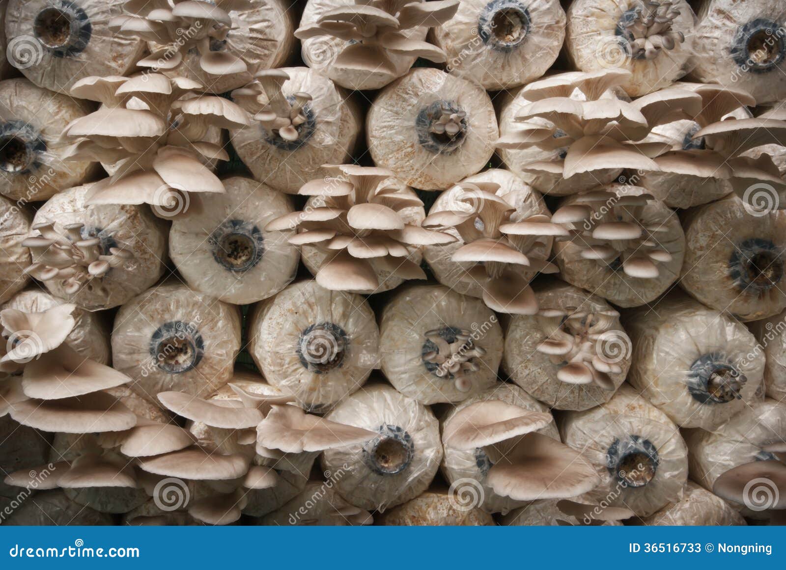 Nursery Mushrooms stock image. Image of meal, organic 36516733