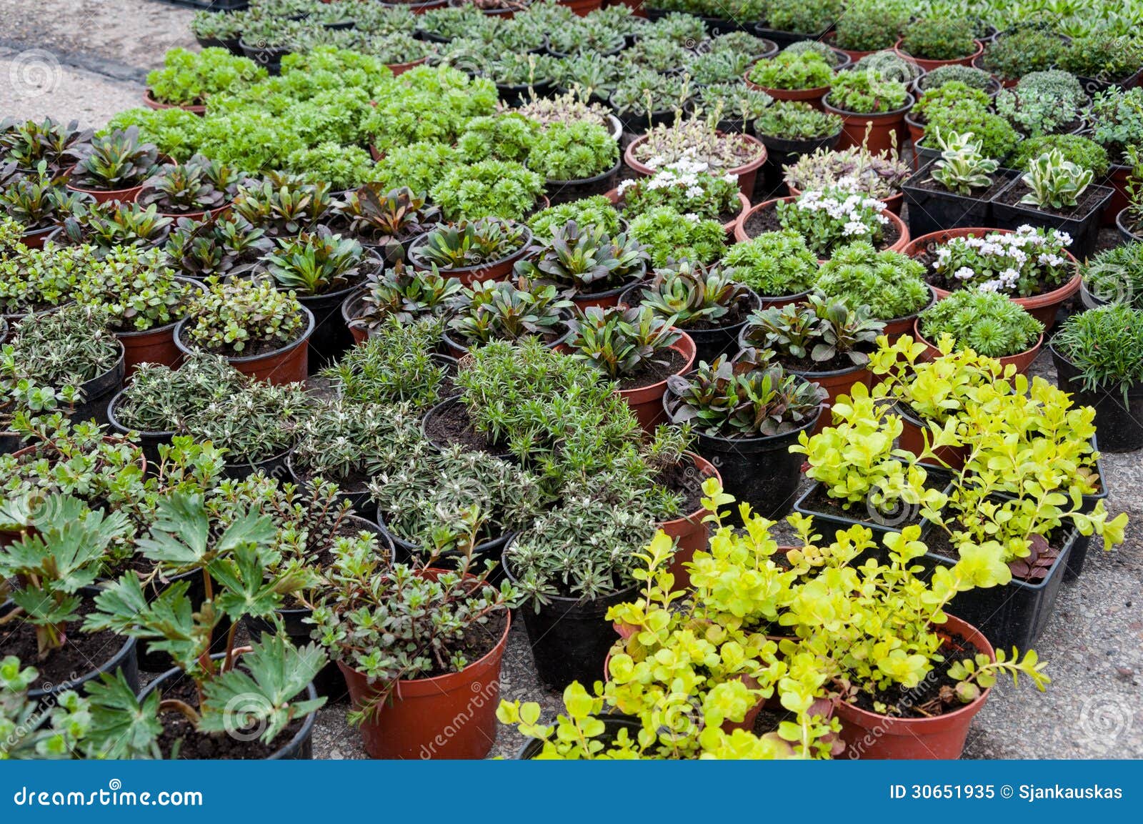 Nursery plants shop stock image. Image of growing, green 30651935