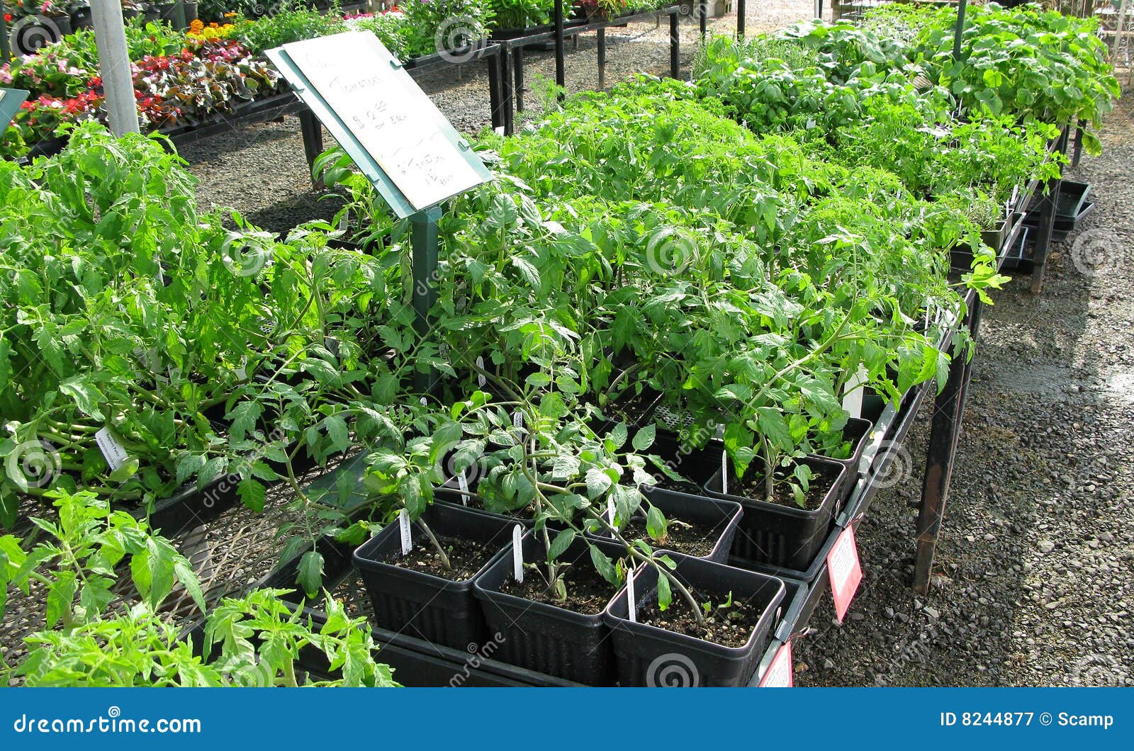 Nursery Young Tomato Starts Stock Image Image of flats, tomatoes