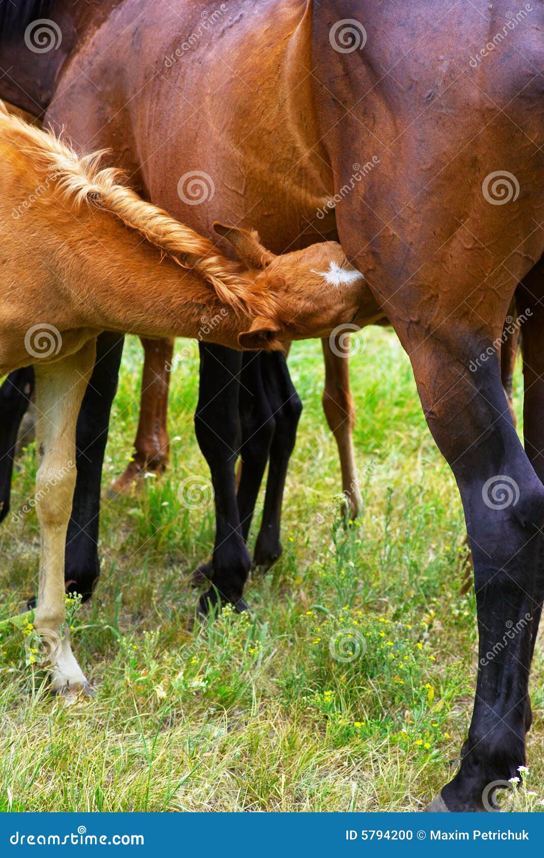 Nursing foal stock photo. Image of aminals, rural, horses 5794200