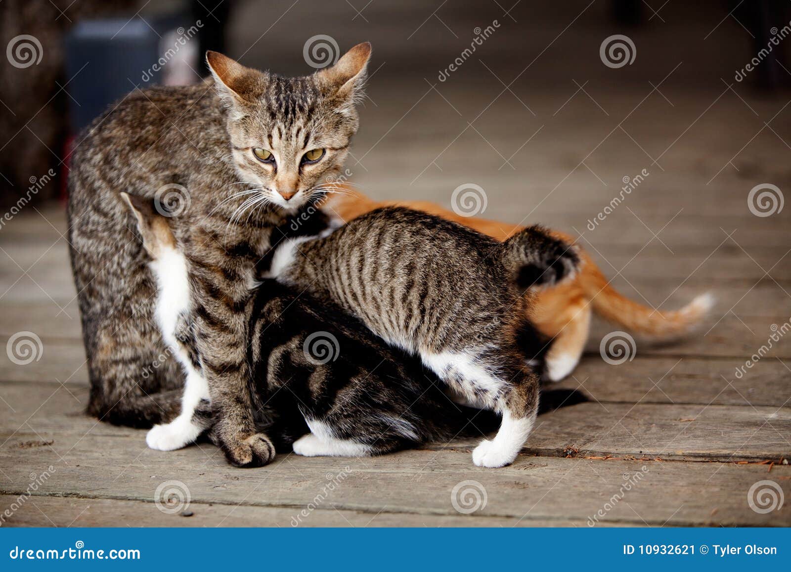Nursing Kitten stock image. Image of mammal, kitty, feline 10932621