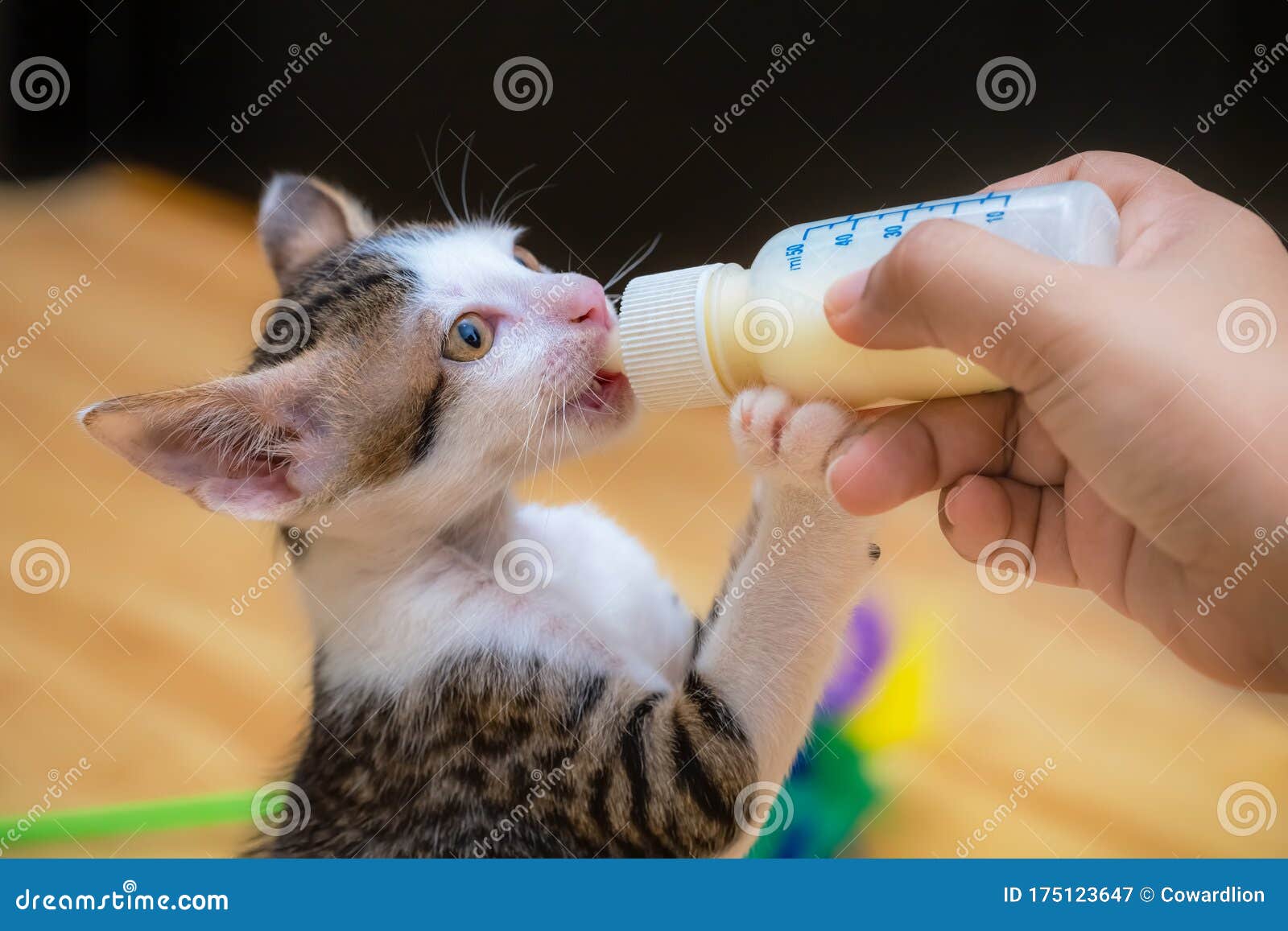 Nursing a Kitten with a Milk Bottle Stock Image Image of nursing