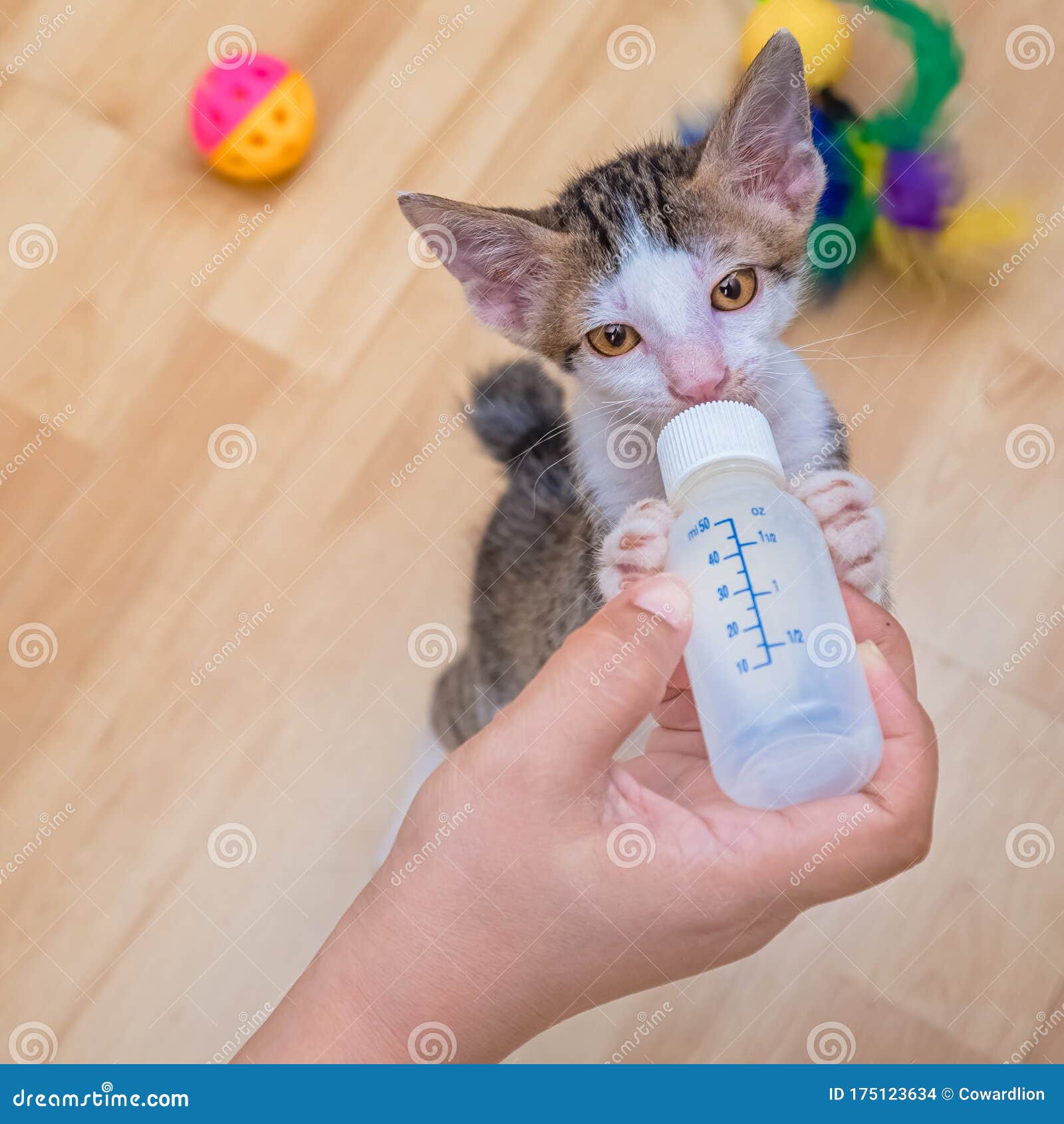 Nursing a Kitten with a Milk Bottle Stock Photo - Image of care, food