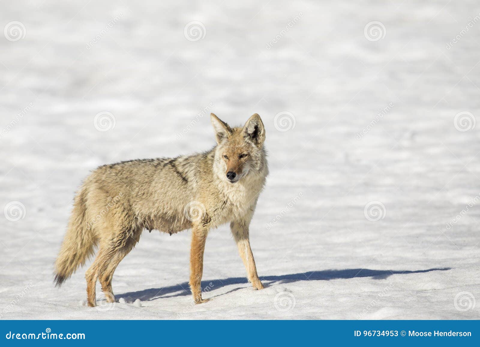 Nursing Mother Coyote in Snow in Winter Stock Image Image of nursing