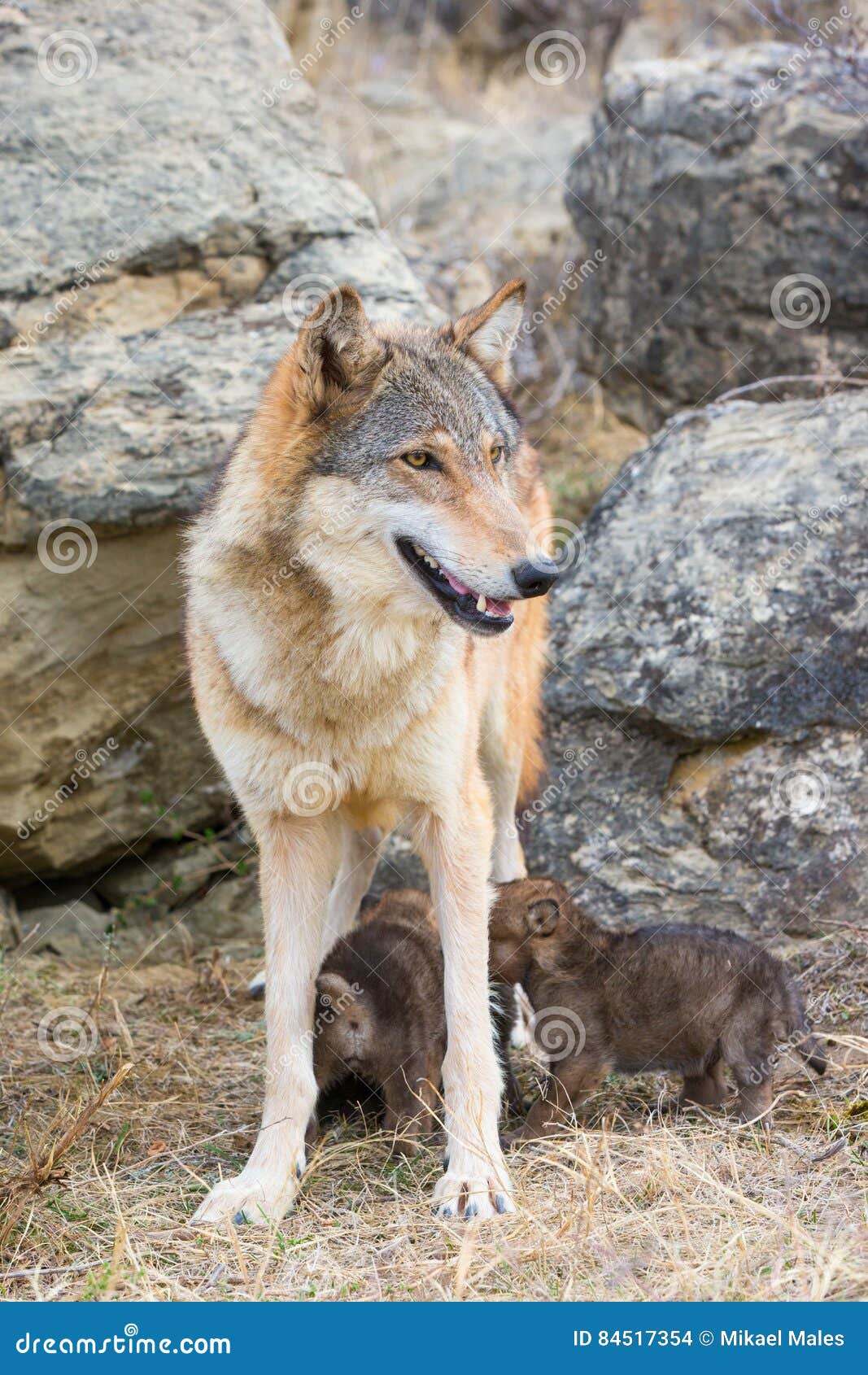 Nursing timber wolf stock photo. Image of spring, timber 84517354