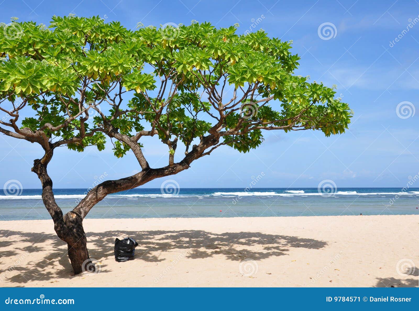 nusa dua beach tree