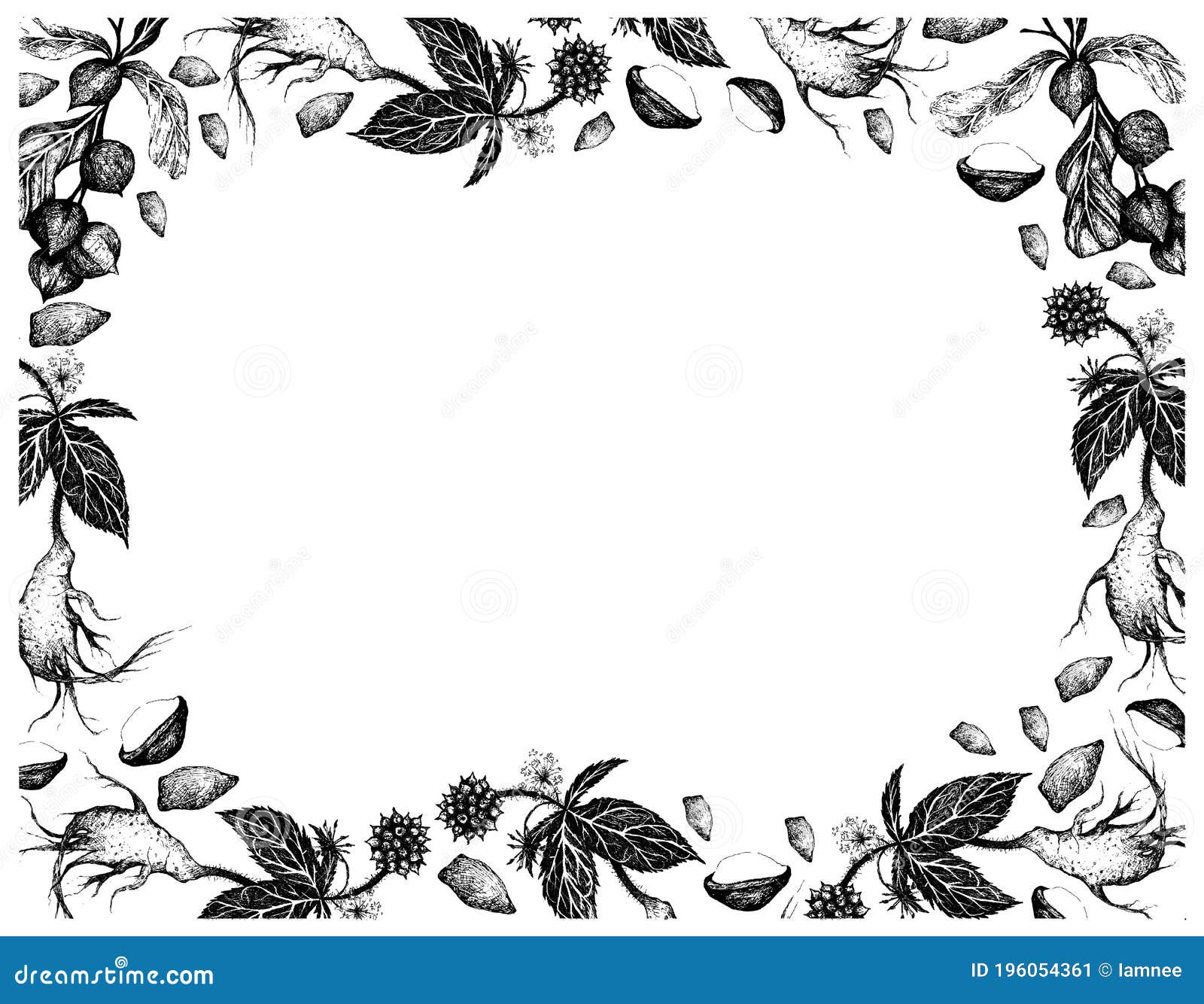 hand drawn frame of macadamia with siberian ginseng