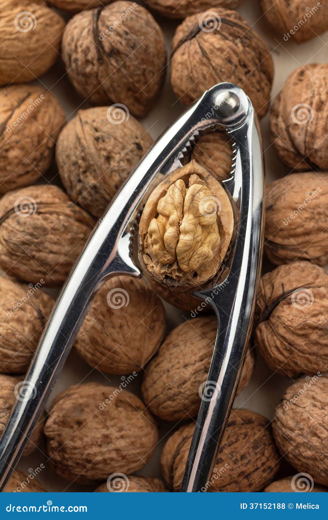 Nut Cracker stock photo. Image of brown, fruits, accessories 37152188