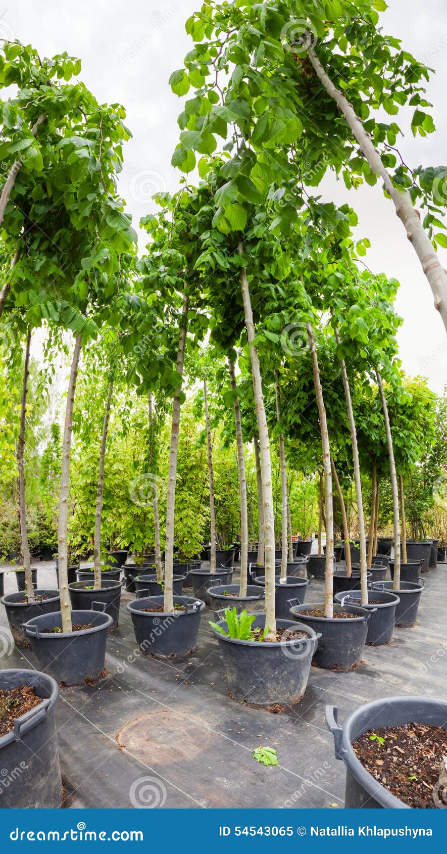 Nut Trees in Plastic Pots on Tree Nursery Stock Image Image of needle