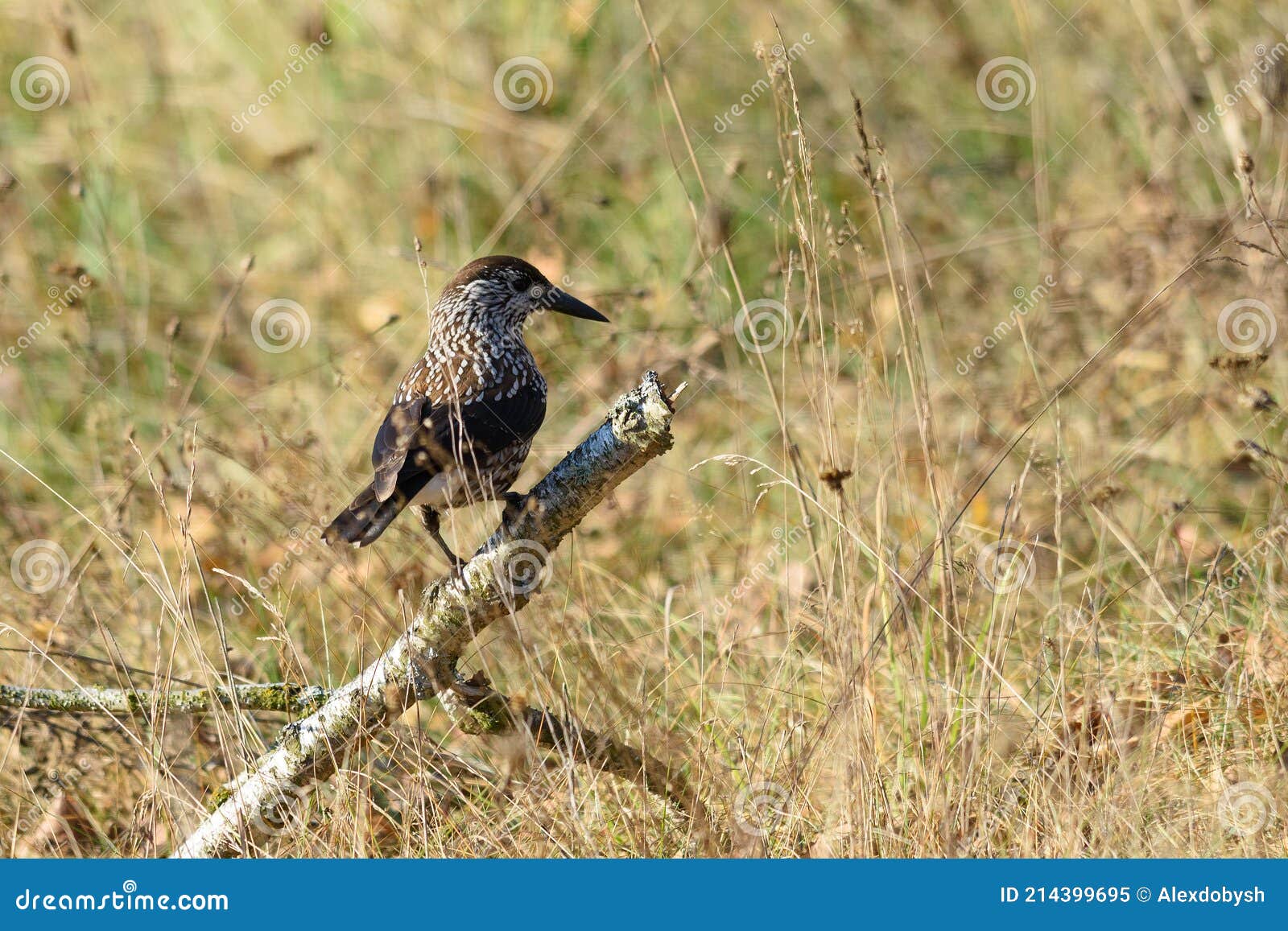 Nutcracker stock image. Image of environment, autumn 214399695